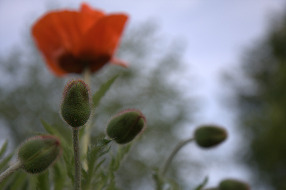 klatschmohn