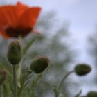 klatschmohn