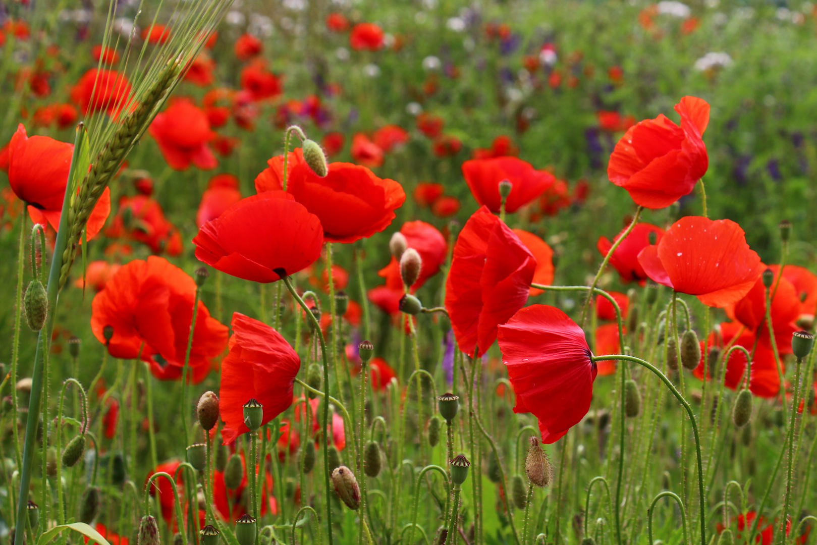 Klatschmohn