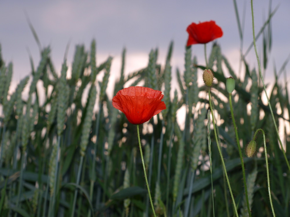 Klatschmohn