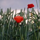 Klatschmohn