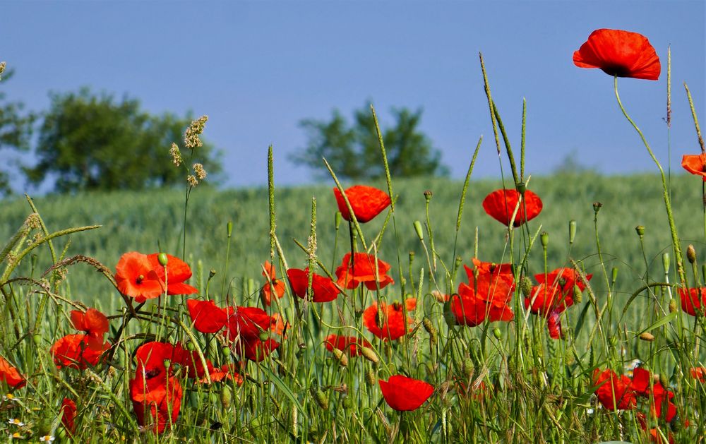 Klatschmohn