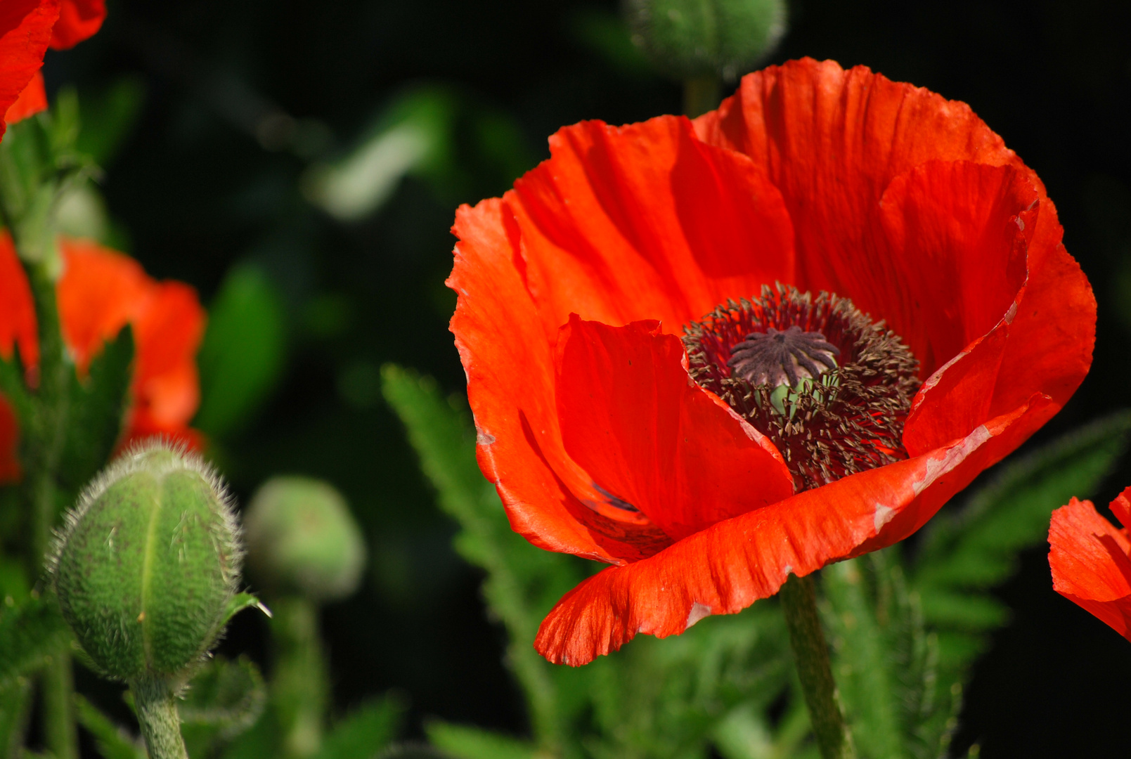 Klatschmohn