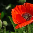 Klatschmohn