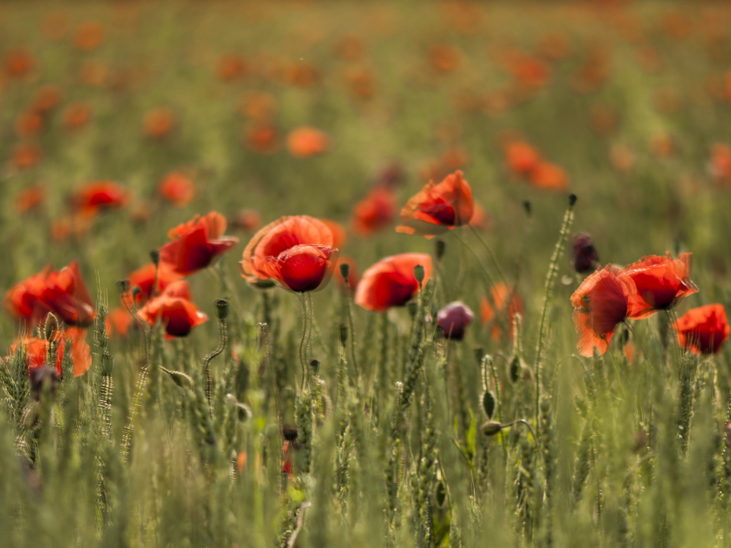 Klatschmohn