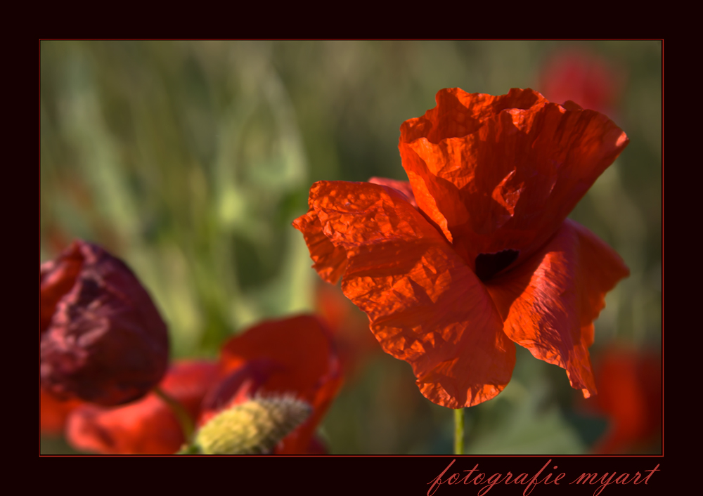 Klatschmohn....