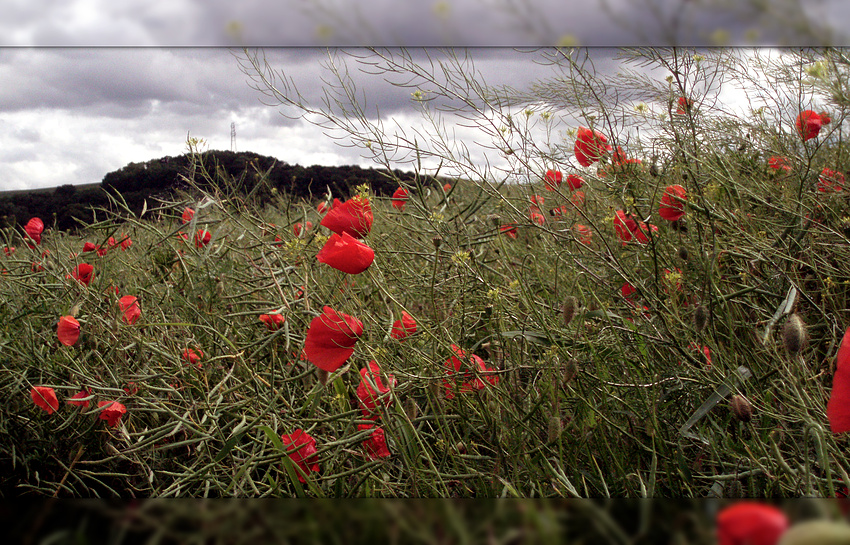 Klatschmohn