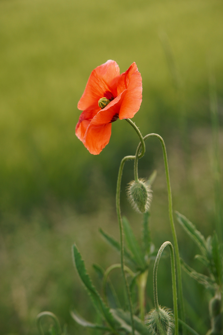 Klatschmohn