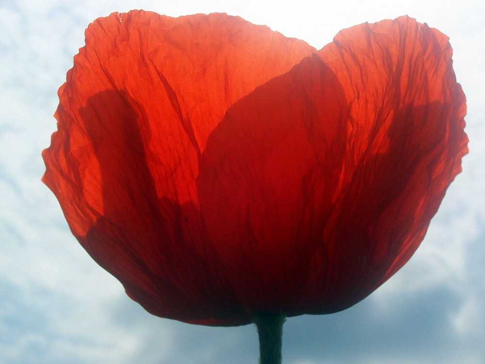 Klatschmohn