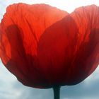 Klatschmohn