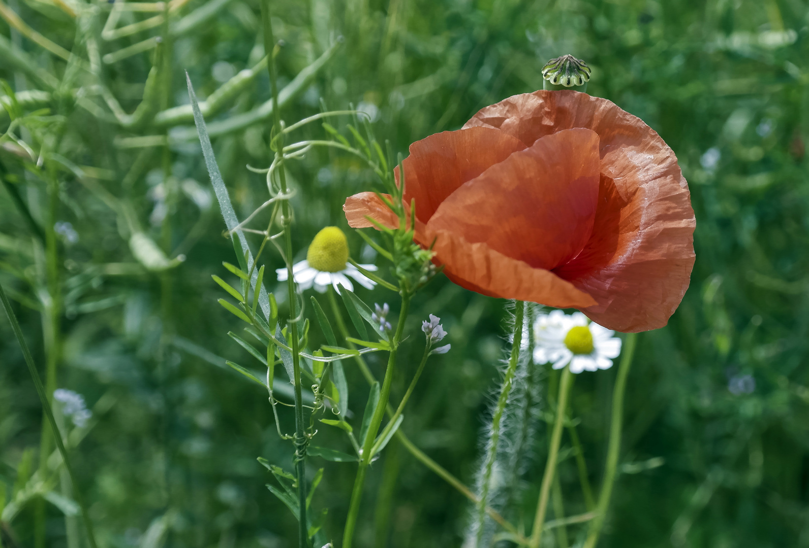 ***     klatschmohn     *** 