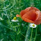 ***     klatschmohn     *** 