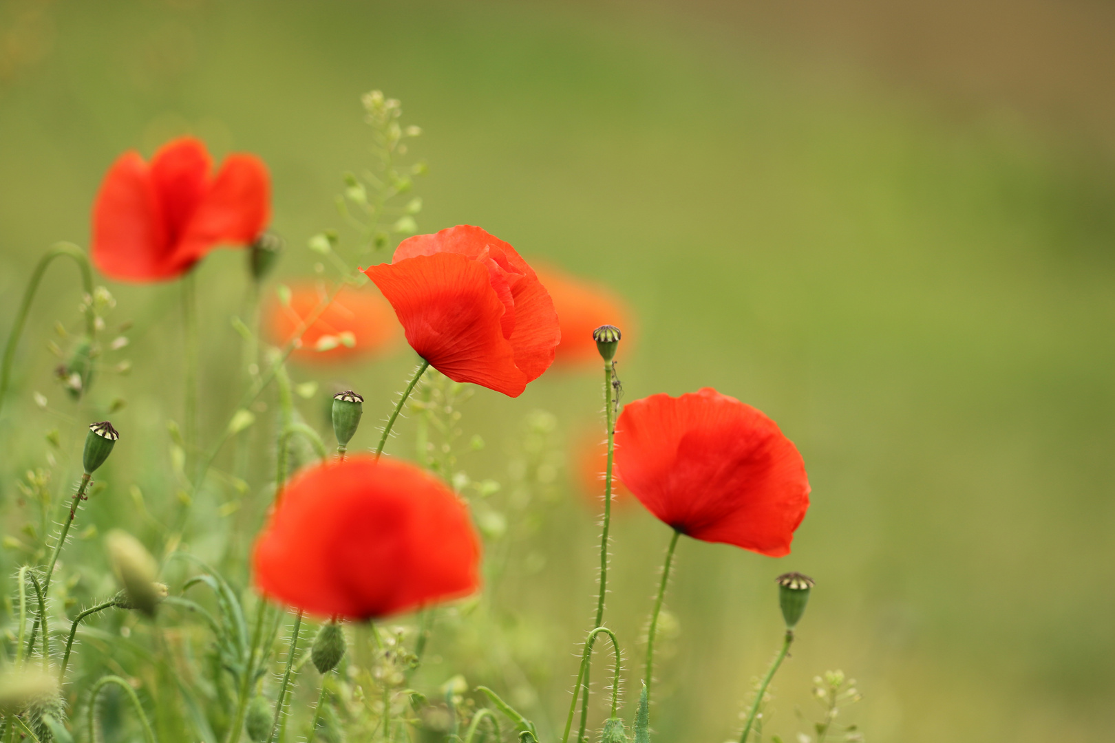 Klatschmohn