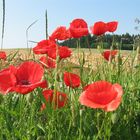 Klatschmohn - ein Stückchen Sommer