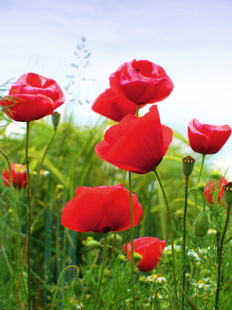 Klatschmohn, ein uraltes Symbol für Leben und Glück