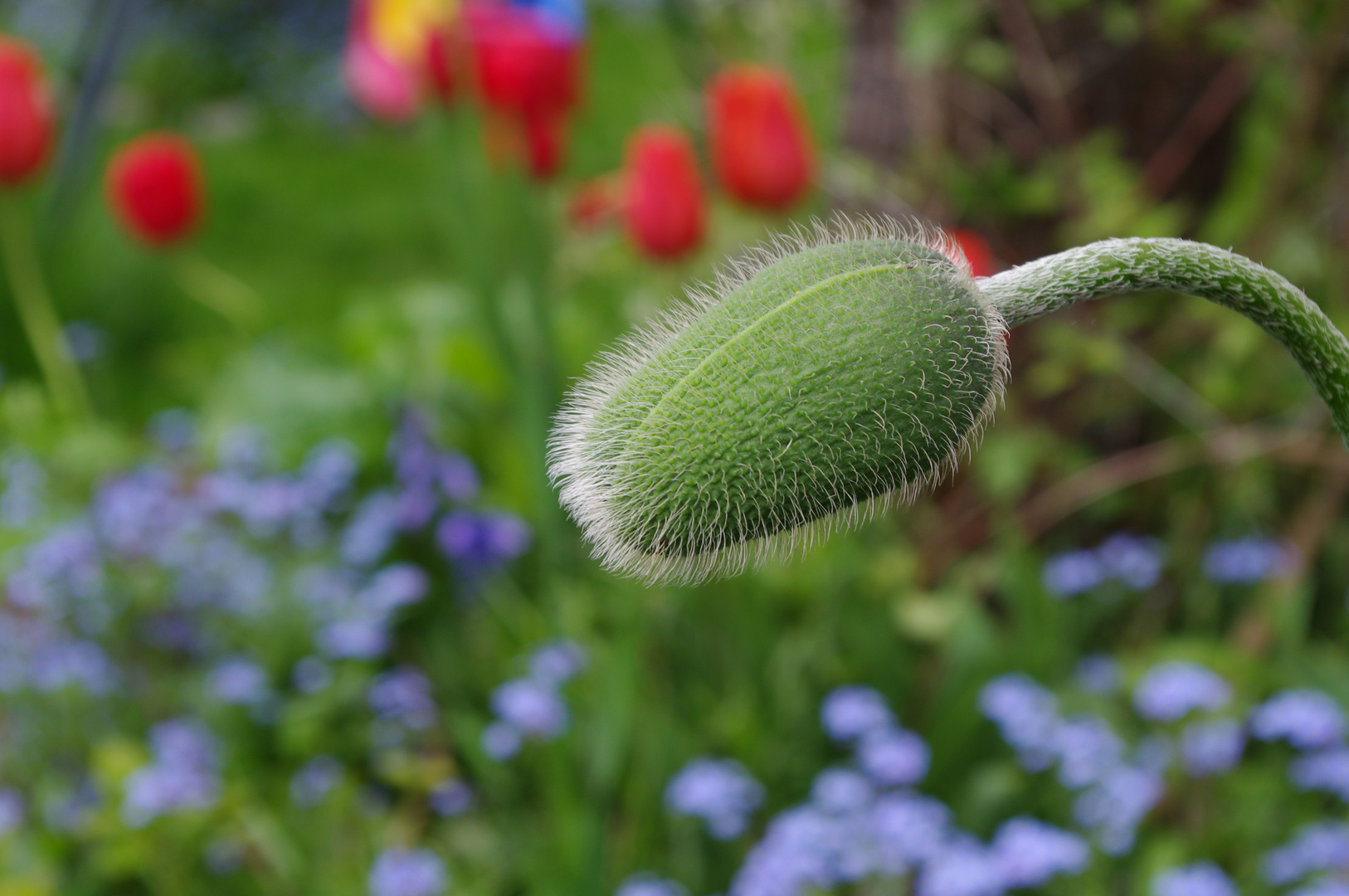 Klatschmohn einfach schön - Kiel