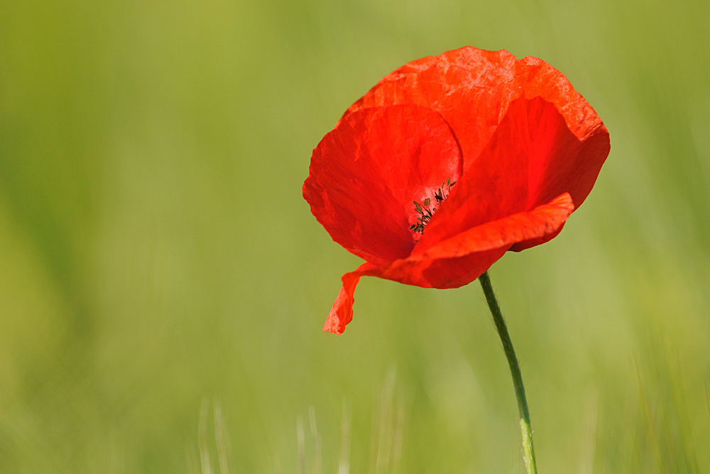 Klatschmohn: Einfach unwiderstehlich