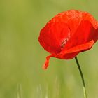 Klatschmohn: Einfach unwiderstehlich