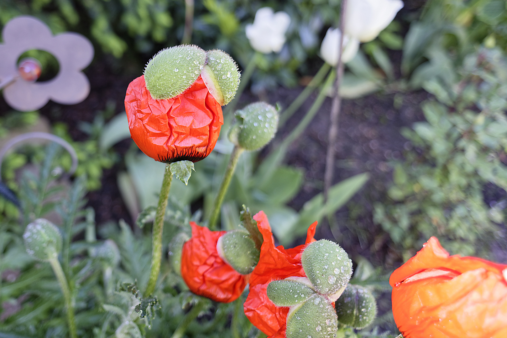 Klatschmohn, erster Tag