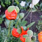 Klatschmohn, erster Tag