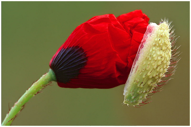 Klatschmohn erwacht von Rudolf Meller