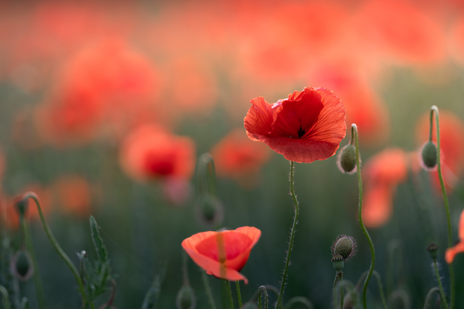 Klatschmohn