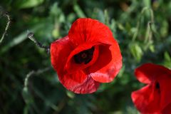 Klatschmohn