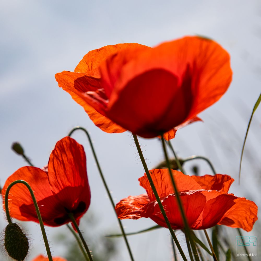 Klatschmohn