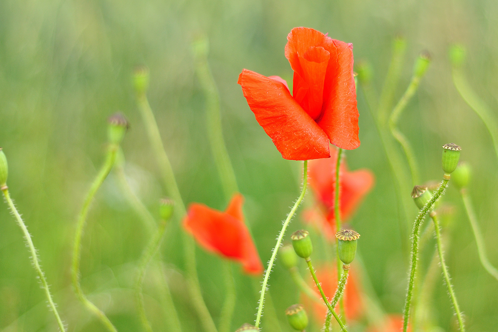 "Klatschmohn"