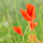 "Klatschmohn"