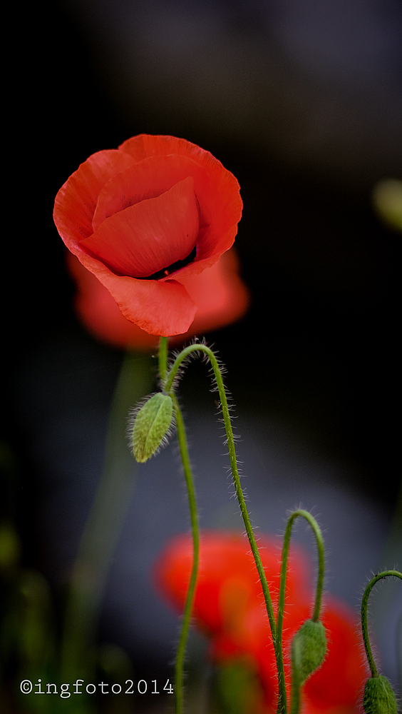 Klatschmohn...