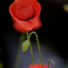 Klatschmohn...