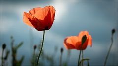 Klatschmohn