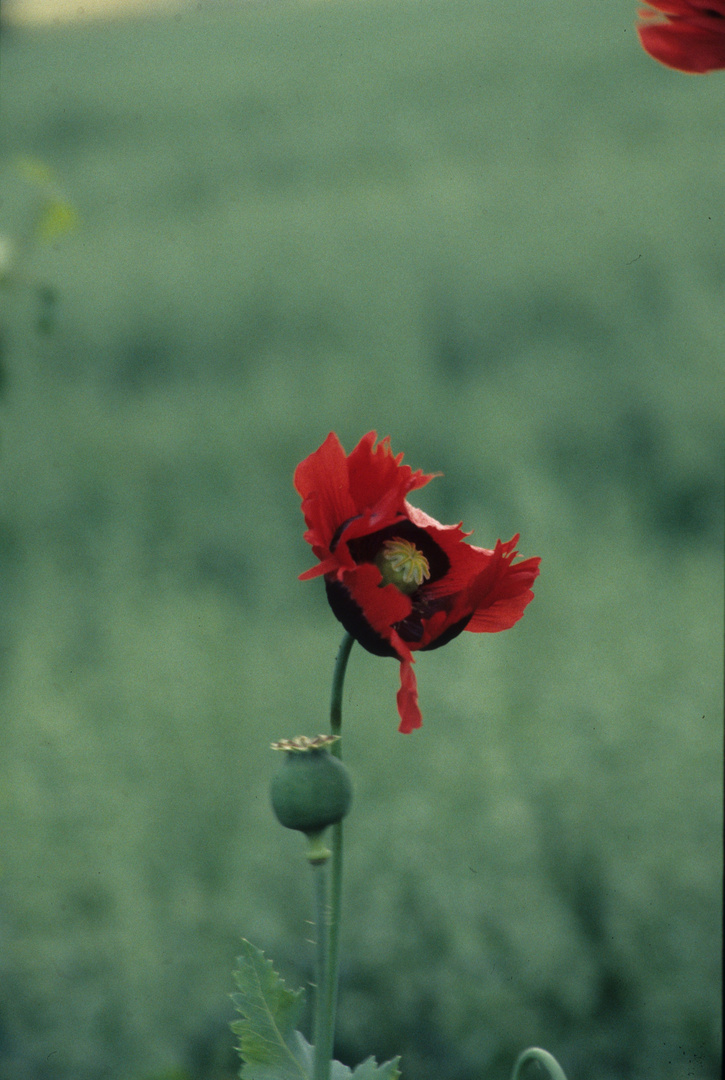 Klatschmohn