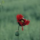 Klatschmohn