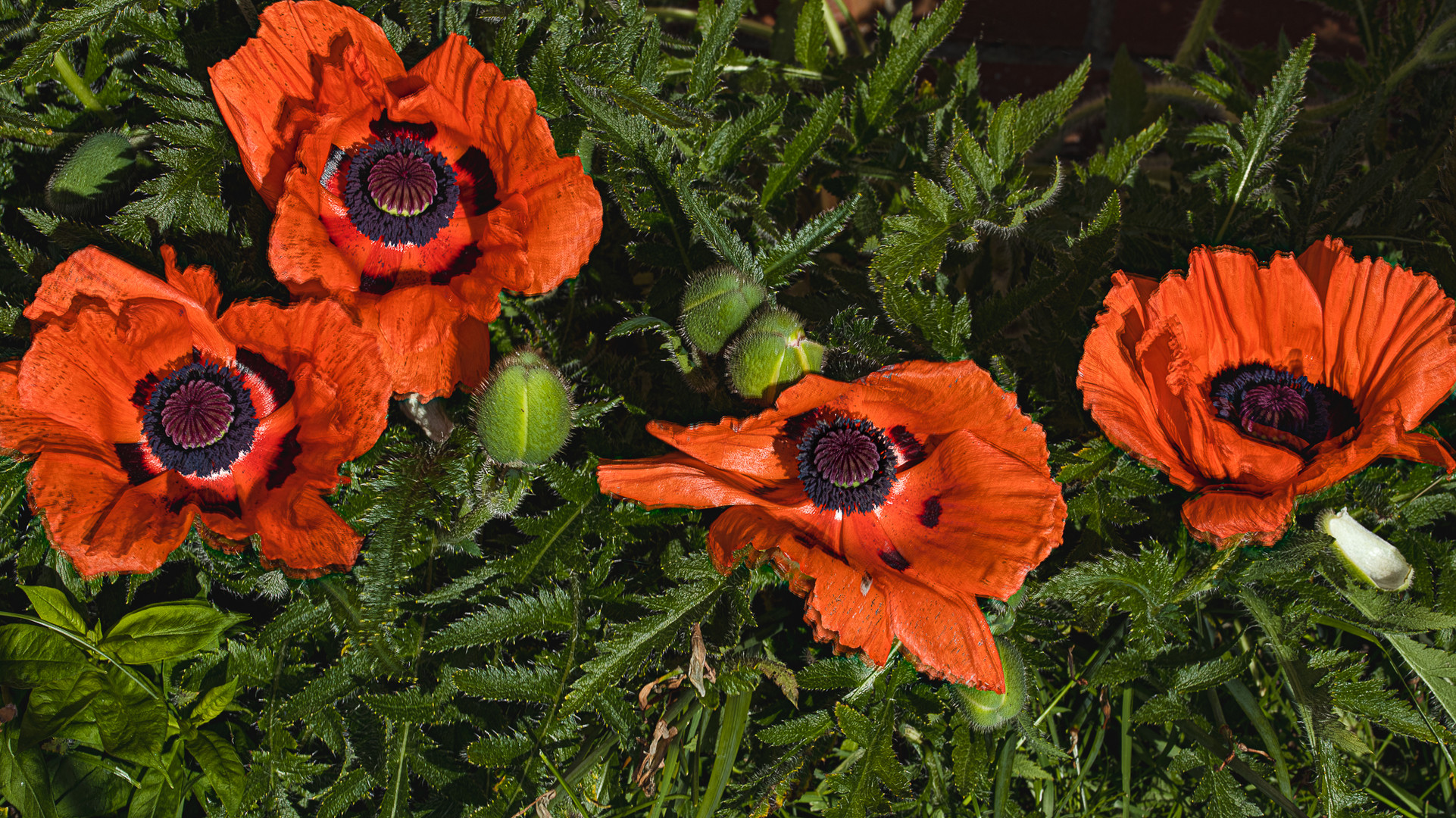 Klatschmohn