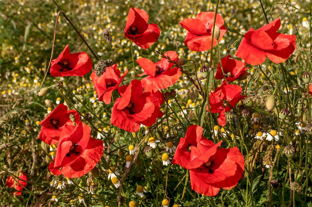 Klatschmohn