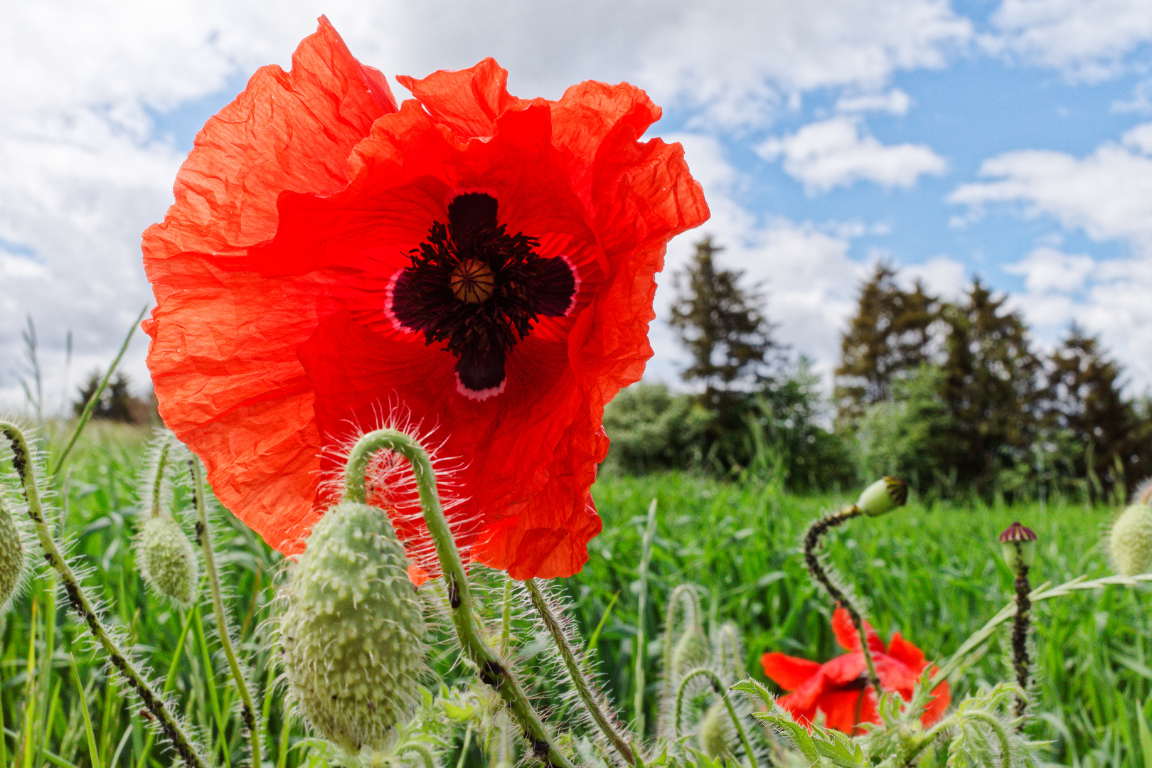 Klatschmohn