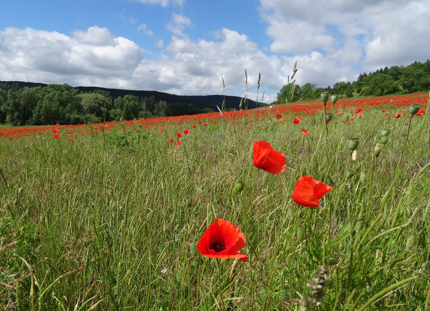 Klatschmohn