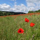 Klatschmohn