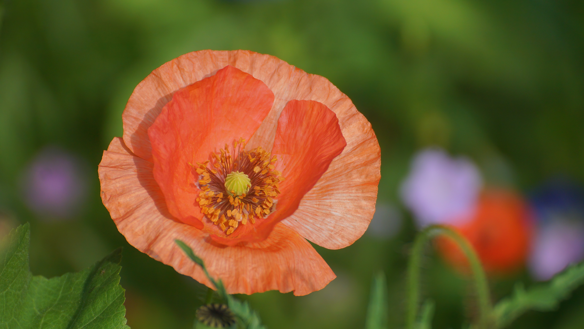 Klatschmohn