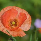 Klatschmohn