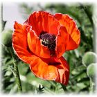 Klatschmohn