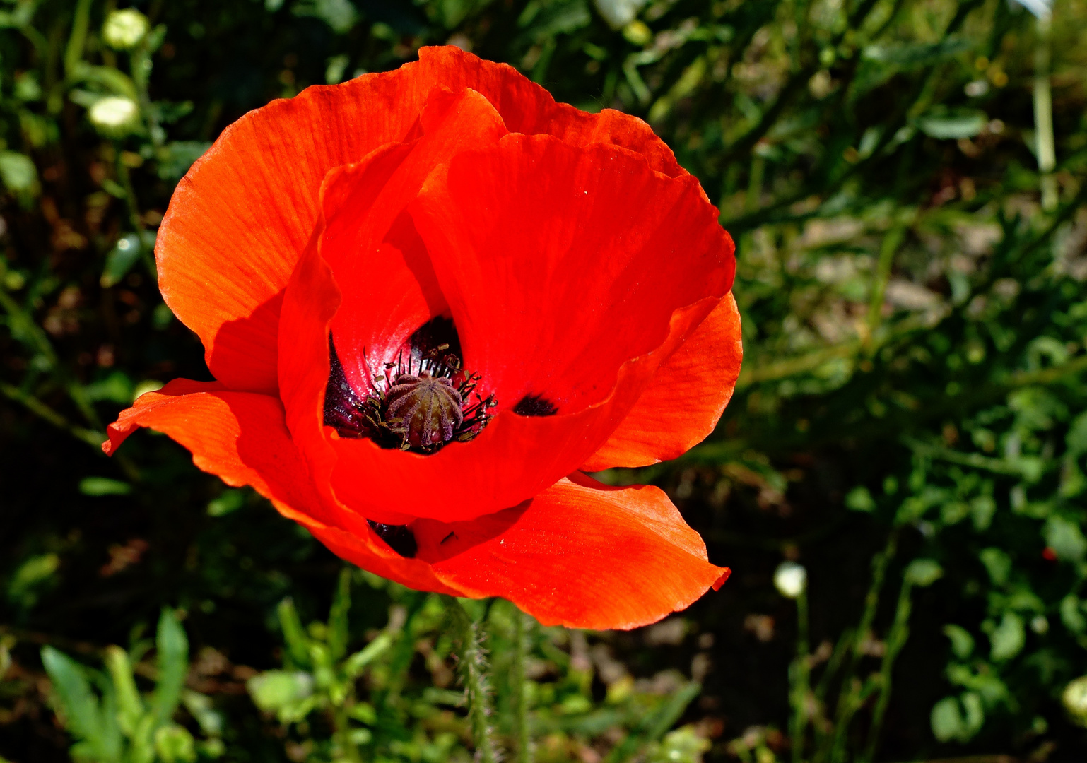 Klatschmohn