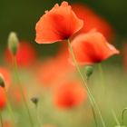 Klatschmohn