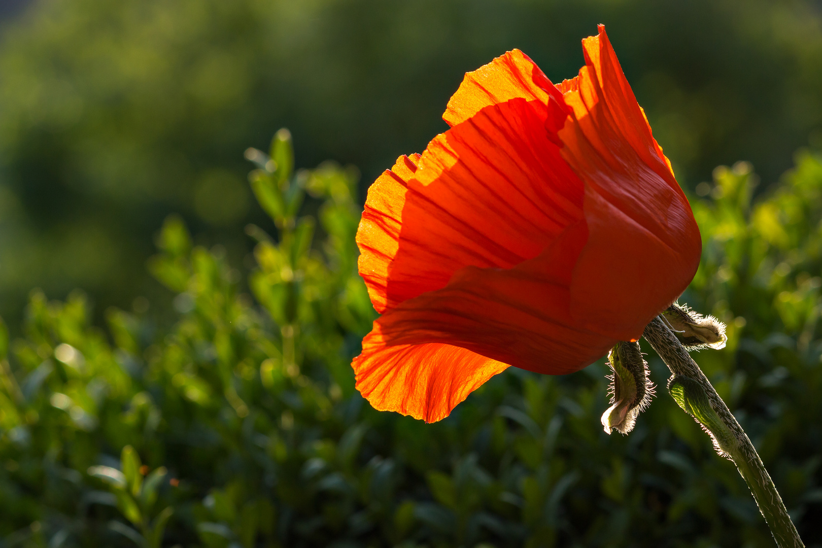 Klatschmohn