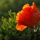 Klatschmohn