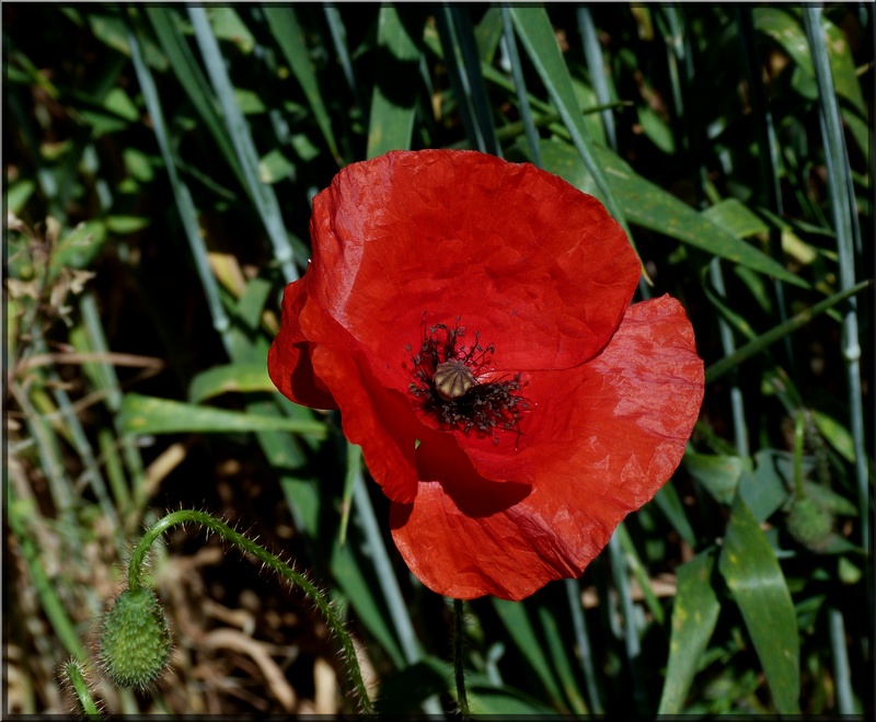 Klatschmohn