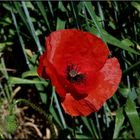 Klatschmohn