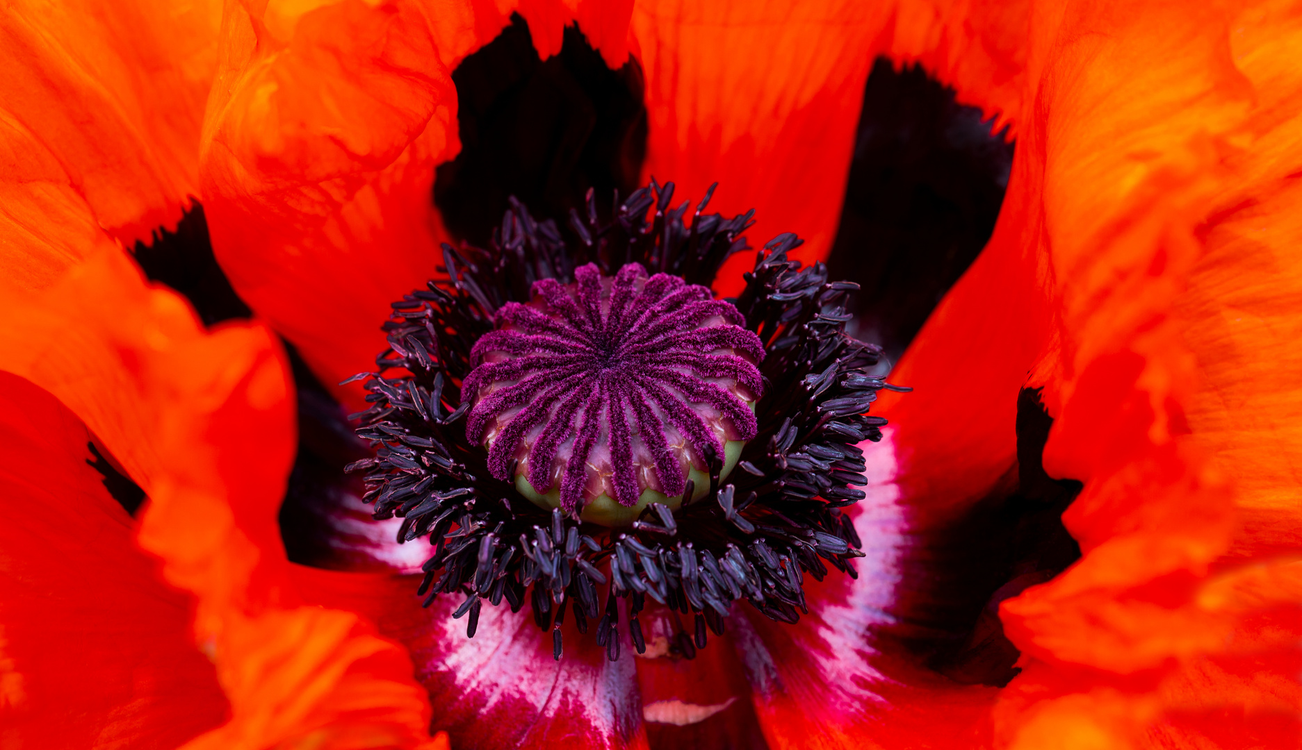 Klatschmohn